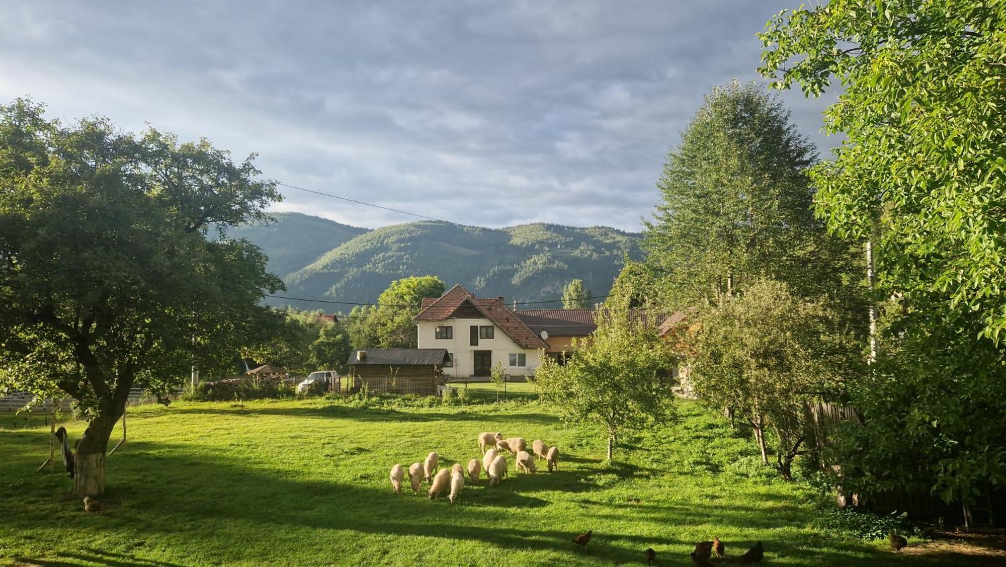 Вілла Casa Dorina Бран Екстер'єр фото